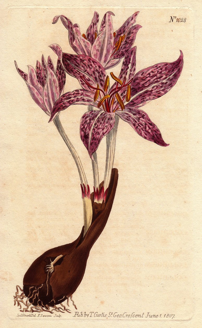 Colchique sáfrány des pres, hagymával és több lila virág pettyes. Kockás virágú réti sáfrány, hagymával és számos lila foltos virággal. Colchicum variegatum. Kézi színű rézmetszet Sydenham Edw botanikai illusztrációjából alkotó: Sydenham Teast Edwards