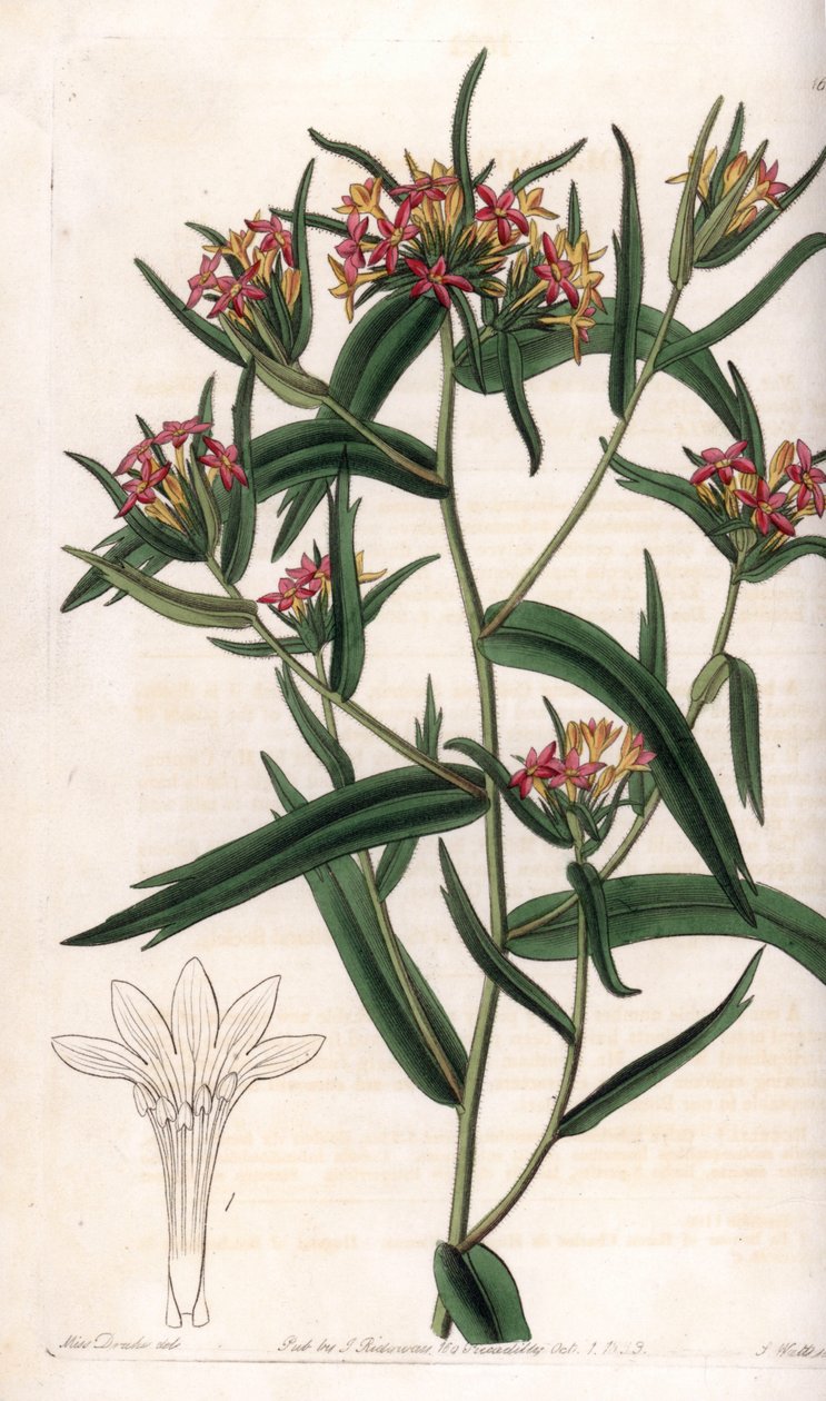 Collomia neon – S. Watts által gravírozott tábla Sarah Anne Drake (1803-1857) illusztrációjáról, a Sydenham Edwards (1768-1819) botanikai nyilvántartásából, Anglia alkotó: Sydenham Teast Edwards