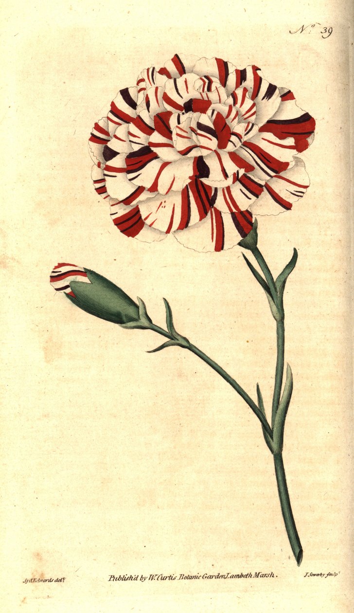 Közönséges szegfű, virágszegfű vagy szegfűszeg - Franklin-féle tatár, skarlát bizarr szegfű, Dianthus caryophyllus. James Sowerby kézzel színezett rézmetszet Sydenham Edwards botanikai illusztrációja után William Curtis A bota című művéből alkotó: Sydenham Teast Edwards