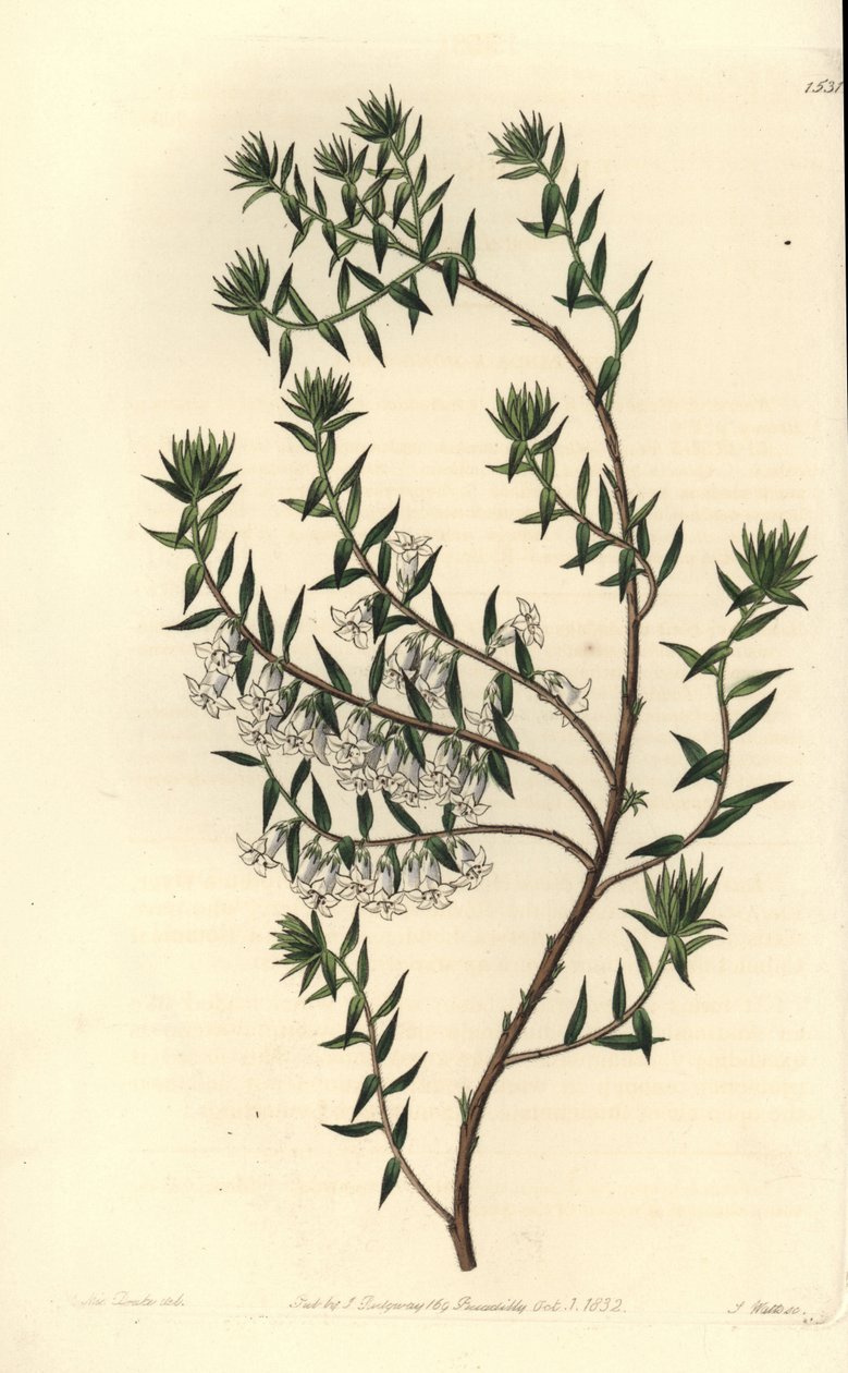 Közönséges bozót, Epicris impressa (havas epacris, Epicris nivalis). S. Watts kézi színű rézmetszet Miss Sarah Drake illusztrációja nyomán a Sydenham Edwards Botanical Register-ből, Ridgeway, London alkotó: Sydenham Teast Edwards