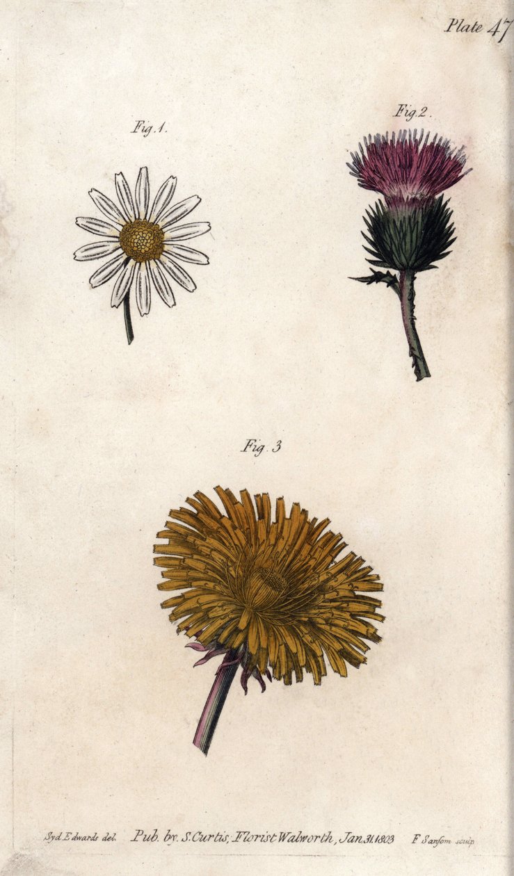 Kompozit virágok: előrecsomagolt, szamárbogáncs (vagy hamis akant onopordum) és gyermekláncfű. Színes rézmetszet, Sydenham Edwards (1768-1819) illusztrációja a Lambethi Botanikus Kert (Anglia) botanikai konferenciájához alkotó: Sydenham Teast Edwards