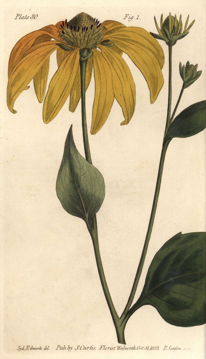 Tobozvirág vagy feketeszemű-susan, Rudbeckia hirta, Polygamia frustranea. F. Sansom kézi színű rézmetszete Sydenham Edwards botanikai illusztrációjáról William Curtis Botanikai előadásaihoz, a lambethi botanikus kertben alkotó: Sydenham Teast Edwards