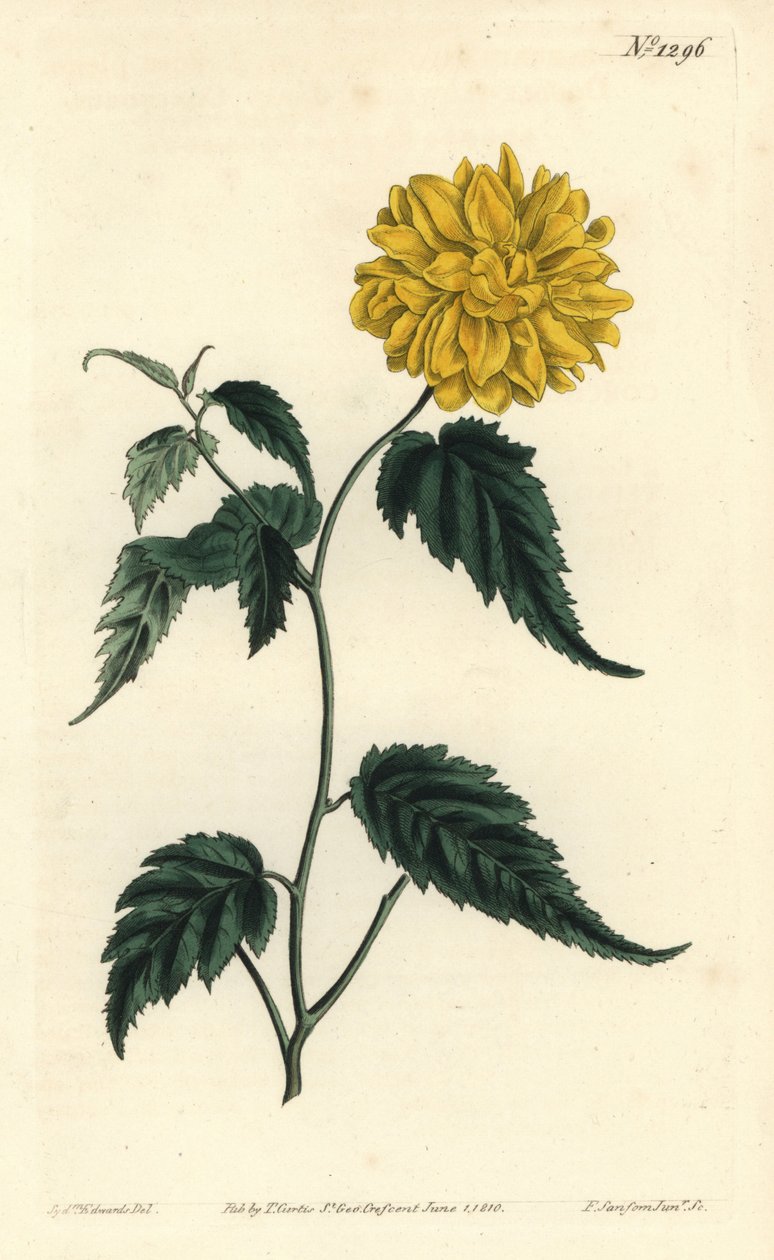 Corete du Japon - Kettős virágú japán rózsa, Kerria japonica (Kettős virágú Japan corchorus, Corchorus japonicus var. flore pleno). F. Sansom Jr. kézi színű rézmetszete Sydenham Edwards illusztrációja után William Curtis Botjából alkotó: Sydenham Teast Edwards