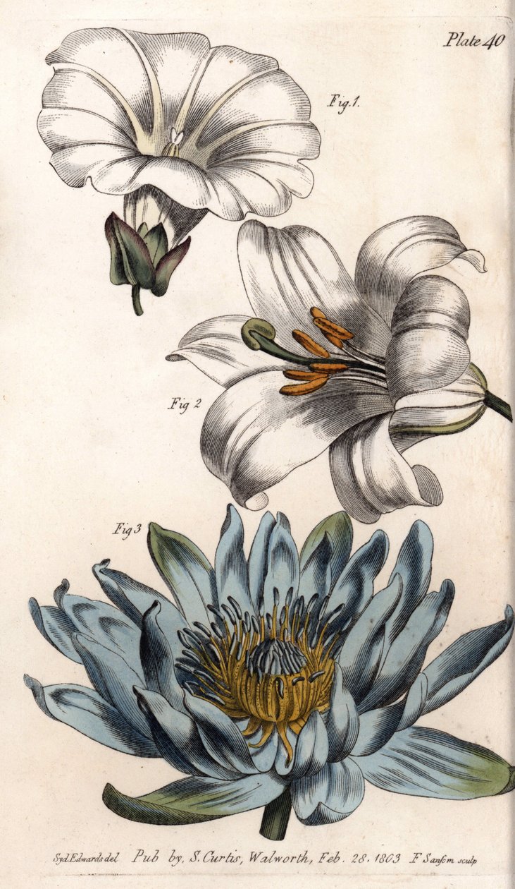 Corolla: mező széle (a virágnak egyetlen szirmja van), liliom (hexapetal) és liliom (poliszirom). Színes rézmetszet, Sydenham Edwards (1768-1819) illusztrációja a Lambethi Botanikus Kert (Anglia) botanikai konferenciájához alkotó: Sydenham Teast Edwards