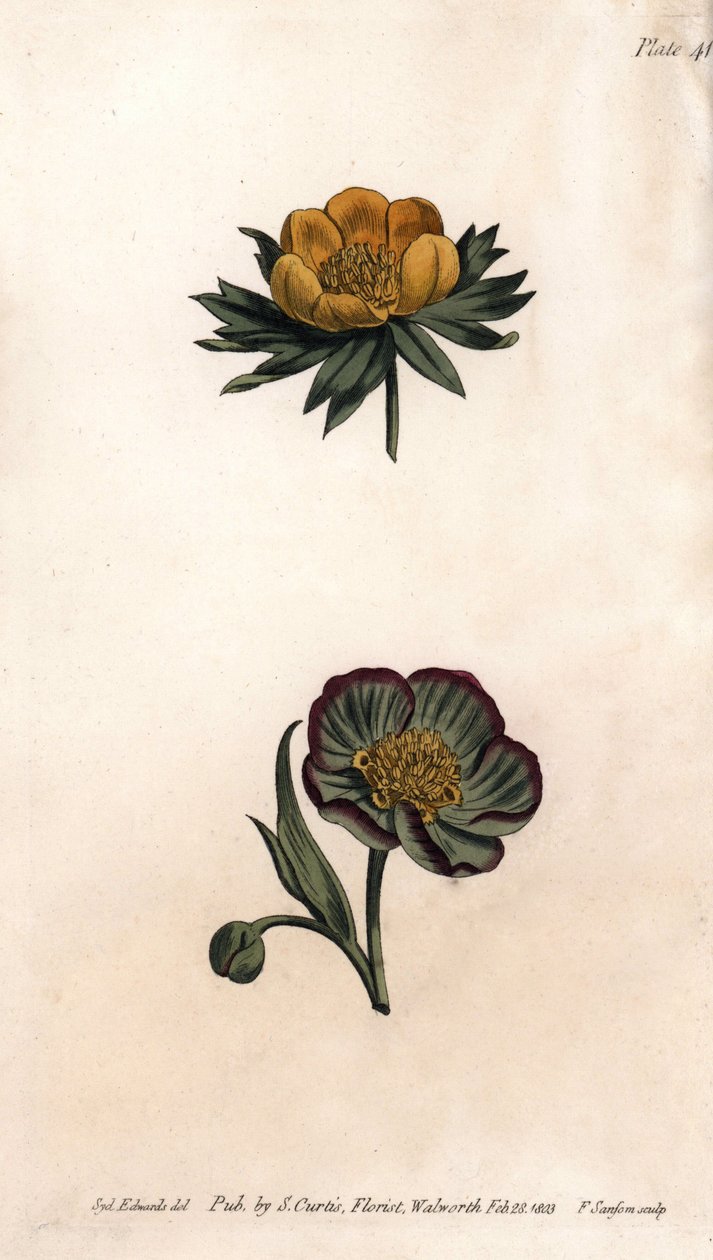 A téli heranth (vagy hunyor vagy téli aconit) és a hellebore fetide korolla. Színes rézmetszet, Sydenham Edwards (1768-1819) illusztrációja a Lambethi Botanikus Kert (Anglia) botanikai konferenciájához alkotó: Sydenham Teast Edwards