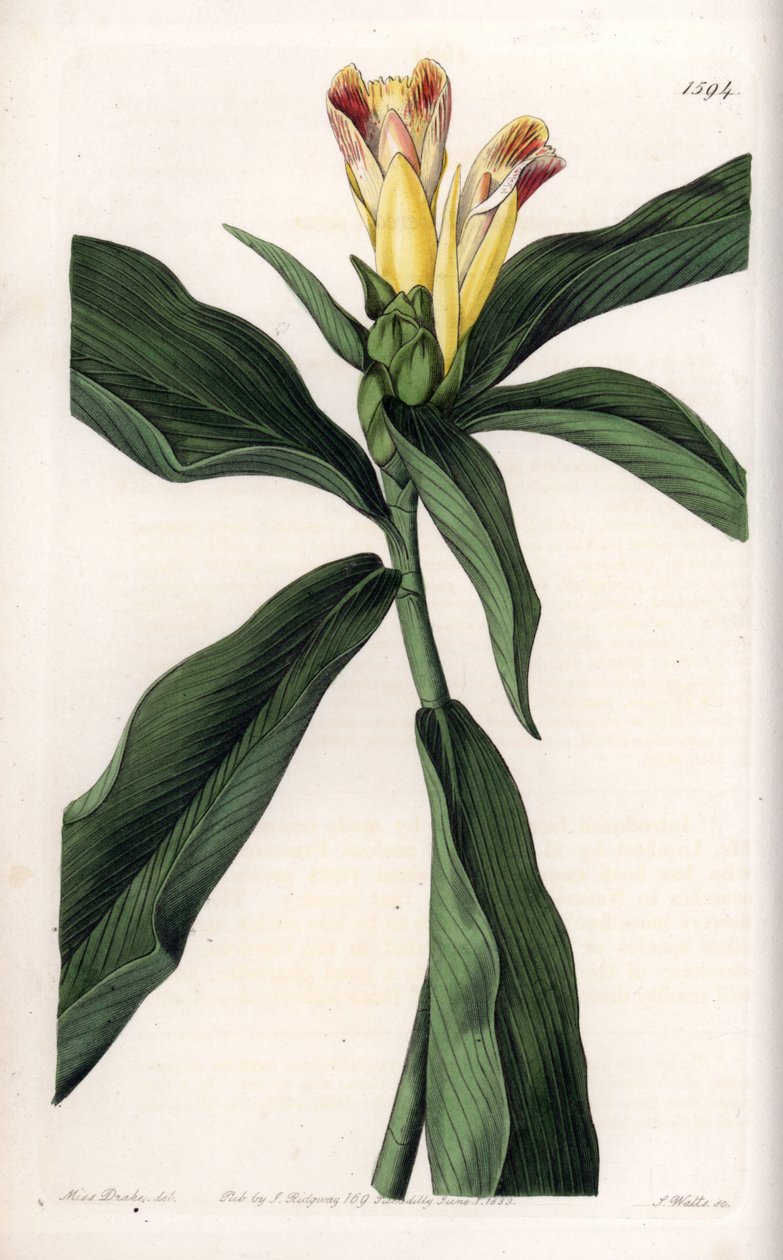 Costus Variete – S. Watts által gravírozott tábla Sarah Anne Drake (1803-1857) illusztrációjáról, a Sydenham Edwards (1768-1819) botanikai nyilvántartásából, Angliából alkotó: Sydenham Teast Edwards