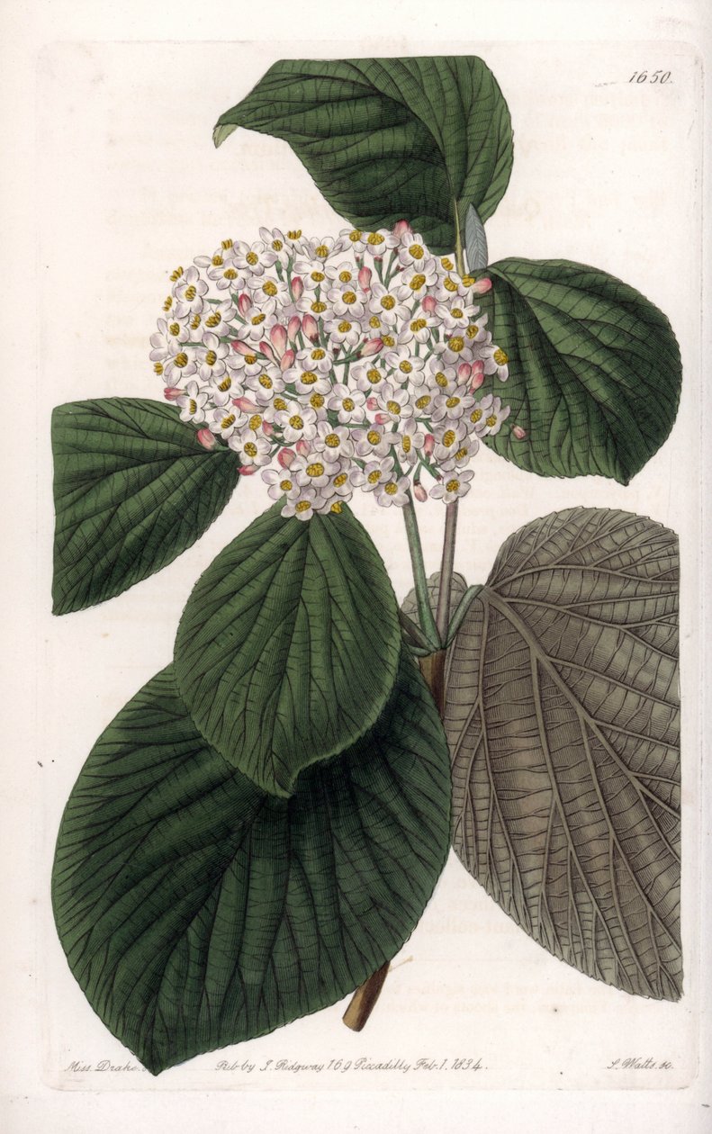 Cotton Viorne – S.Watts gravírozott tábla Sarah Anne Drake (1803-1857) illusztrációjából, a Sydenham Edwards (1768-1819) botanikai nyilvántartásából, Angliából alkotó: Sydenham Teast Edwards