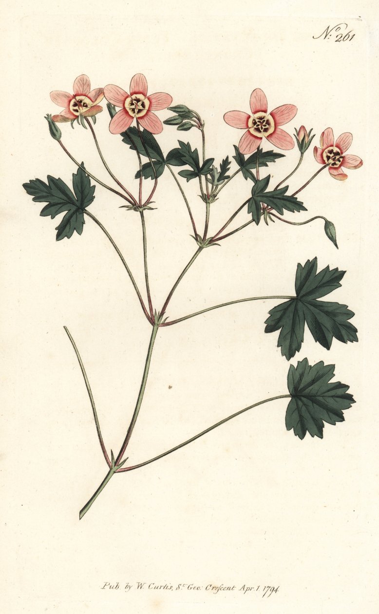 Darucsőrű (vagy gólyacsőr) - Hússzínű darucsőrű, Erodium incarnatum. Sansom kézzel színezett rézmetszet Sydenham Edwards illusztrációja nyomán William Curtis Botanical Magazine Londonból alkotó: Sydenham Teast Edwards