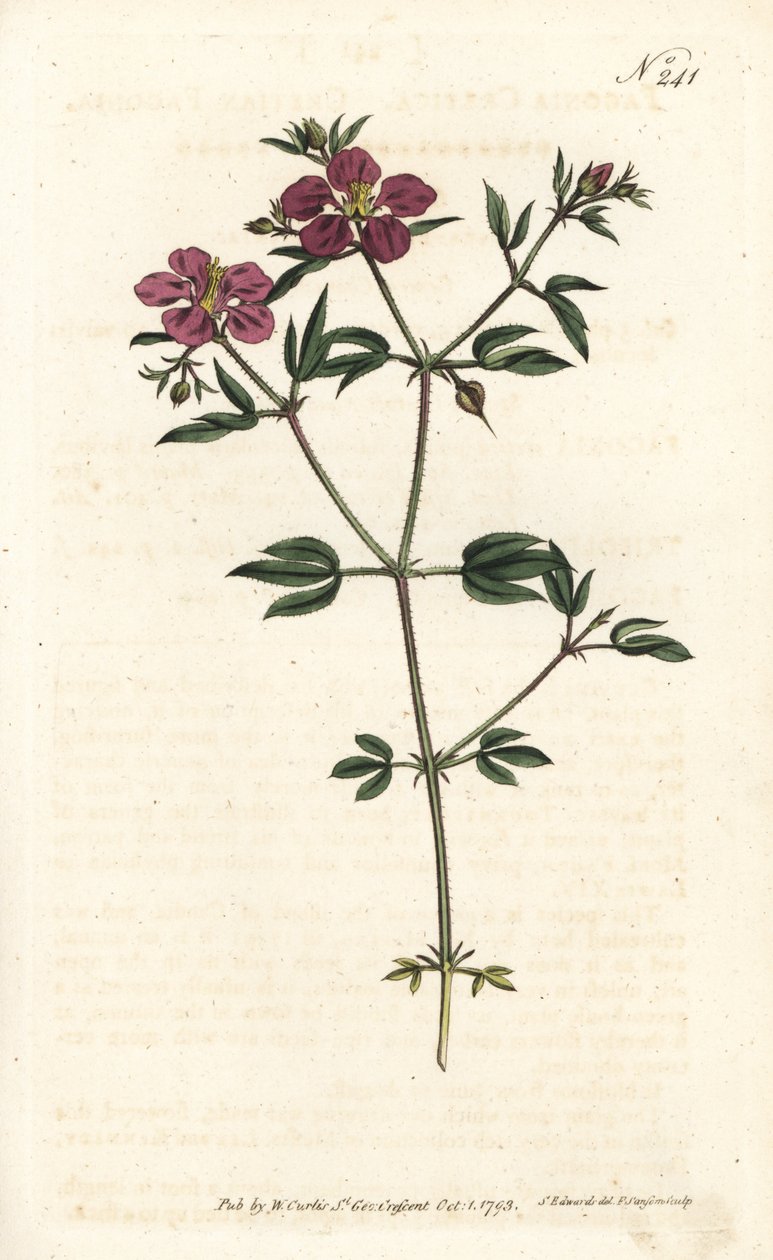 Crete Fagonia - Krétai fagónia, Fagonia cretica. Sansom kézzel színezett rézmetszet Sydenham Edwards illusztrációja nyomán William Curtis Botanical Magazine-ból, London alkotó: Sydenham Teast Edwards