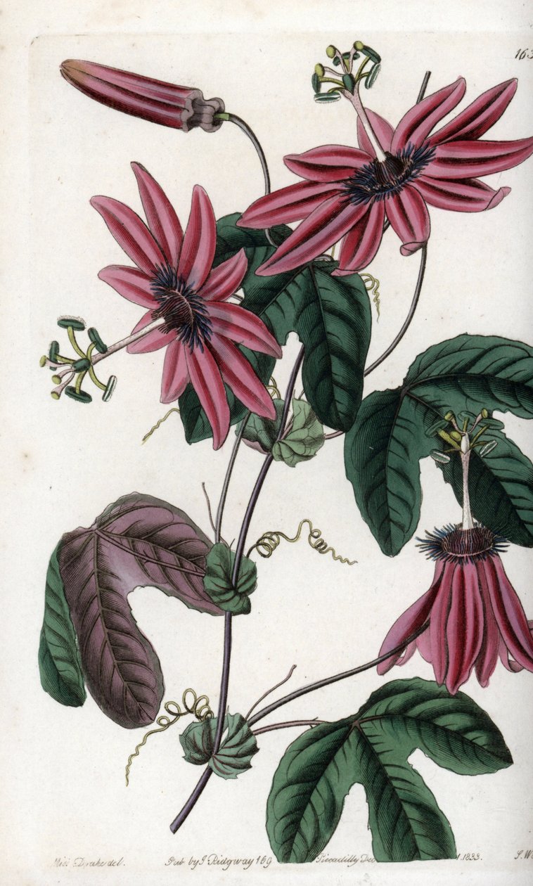 Crimson Passion – S.Watts által gravírozott tábla Sarah Anne Drake (1803-1857) illusztrációjáról, Sydenham Edwards (1768-1819) botanikai nyilvántartásából, Angliából alkotó: Sydenham Teast Edwards