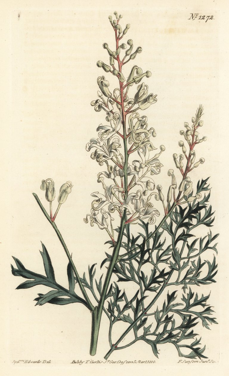 Crinkle bokor vagy tansy - Crinkle bokor vagy petrezselyem páfrány (kénfűlevelű lomatia), Lomatia silaifolia. F. Sansom Jr. kézi színű rézmetszete Sydenham Edwards illusztrációja után a William Curtis Botanical Magazine-ból, T. Curtis, London alkotó: Sydenham Teast Edwards