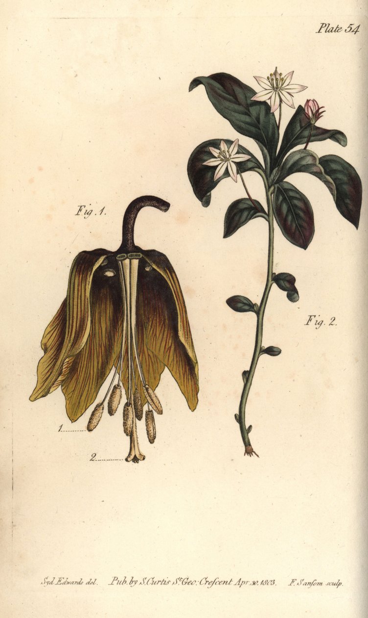 Koronás birodalmi virág, Fritillaria imperialis, Haustrria alkotó: Sydenham Teast Edwards