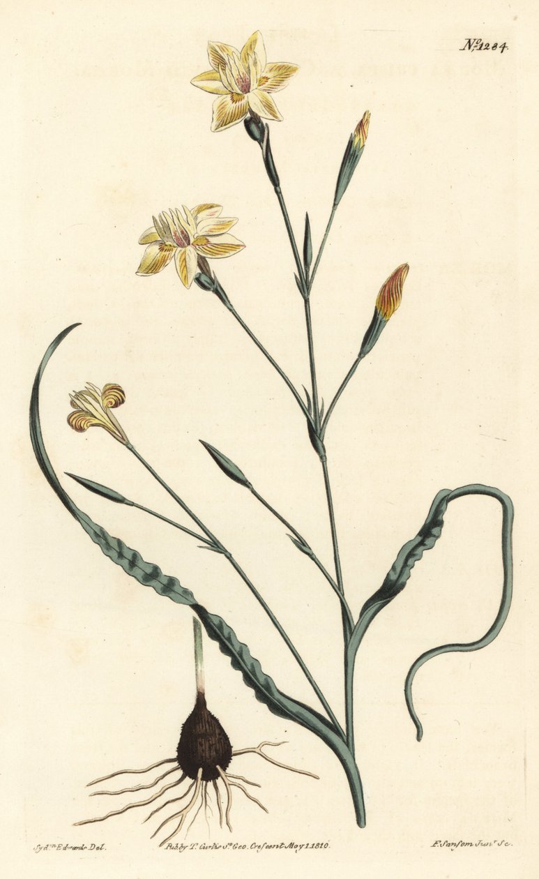 Fodros levelű moraea, Moraea crispa. F. Sansom Jr. kézi színű rézmetszete Sydenham Edwards illusztrációja után a William Curtis Botanical Magazine-ból, T. Curtis, London alkotó: Sydenham Teast Edwards