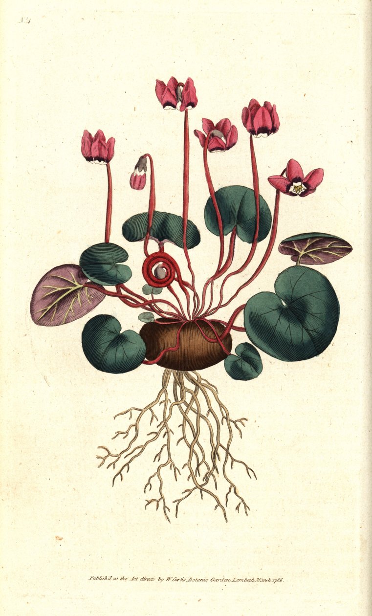Cyclamen de Cos vagy Kaukázus - Kereklevelű ciklámen, Cyclamen coum. Kézzel színezett rézmetszet James Sowerby botanikai illusztrációja nyomán William Curtis The Botanical Magazine-jából, Lambeth Marsh, London alkotó: Sydenham Teast Edwards