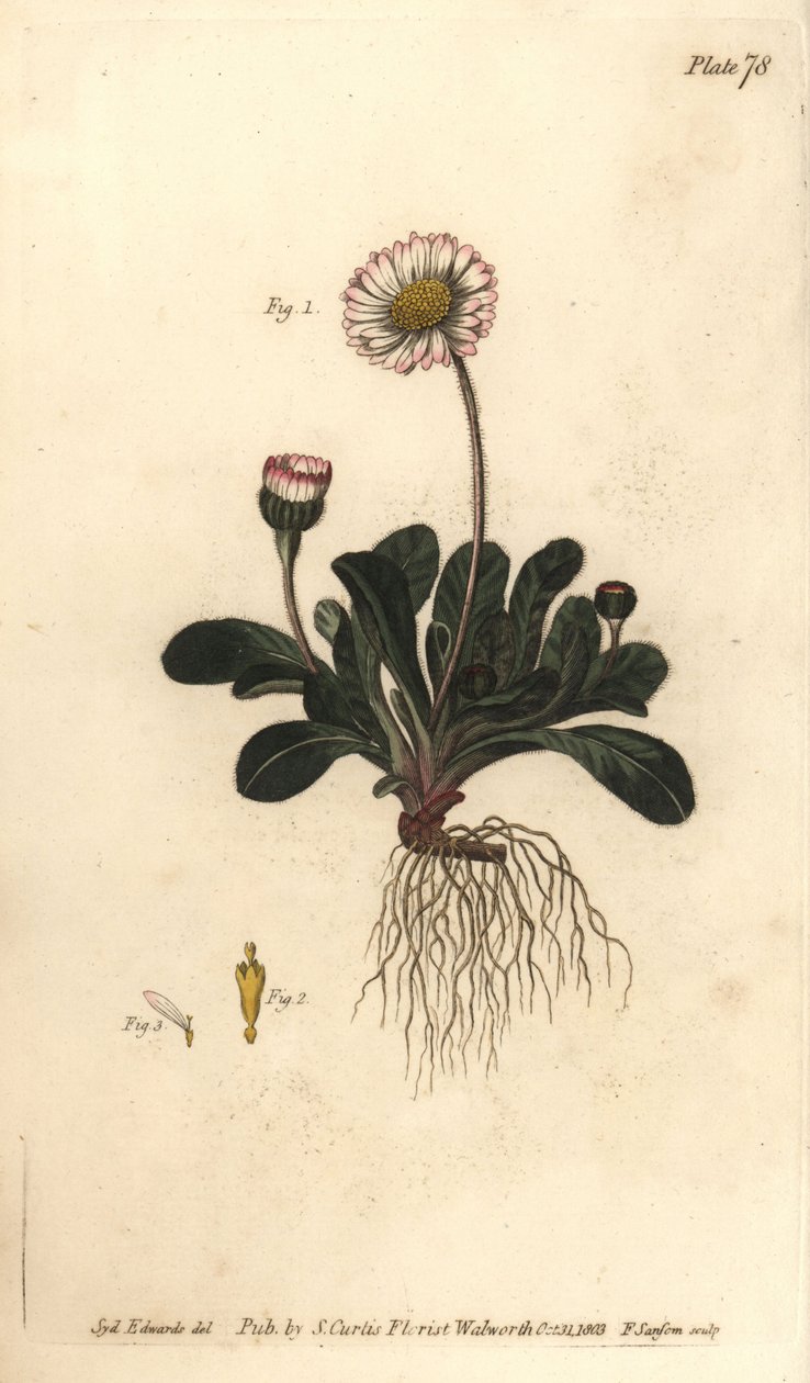 Daisy, Bellis perennis, Polygamia superflua. F. Sansom kézi színű rézmetszete Sydenham Edwards botanikai illusztrációjáról William Curtis Botanikai előadásaihoz, a lambethi botanikus kertben alkotó: Sydenham Teast Edwards