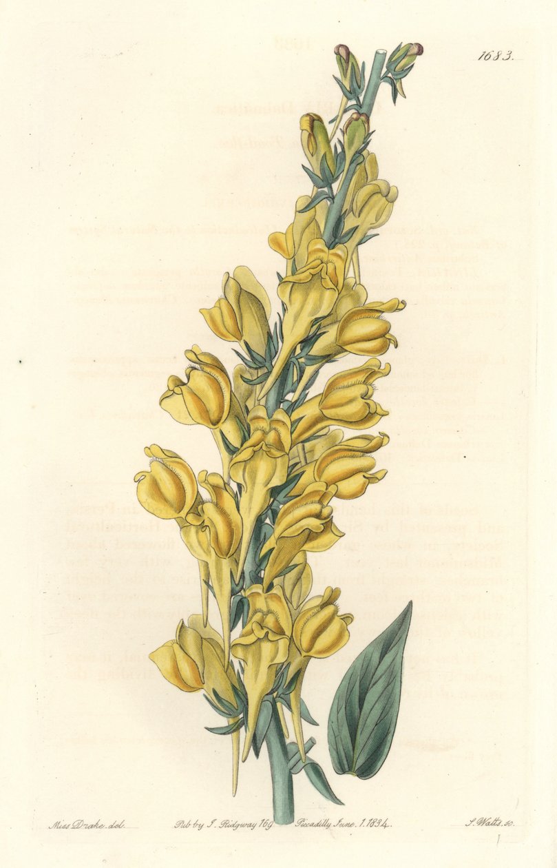 Dalmatia Linar – Erős víz, S. Watts Sarah Anne Drake (1803-1857) illusztrációjából, a botanikai nyilvántartásból alkotó: Sydenham Teast Edwards