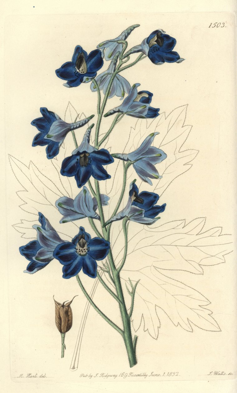 Dauphinelle vagy Lark Foot - Shewy delphinium, Delphinium speciosum. S. Watts kézi színű rézmetszet M. Hart illusztrációja után a Sydenham Edwards Botanical Register-ből, Ridgeway, London alkotó: Sydenham Teast Edwards
