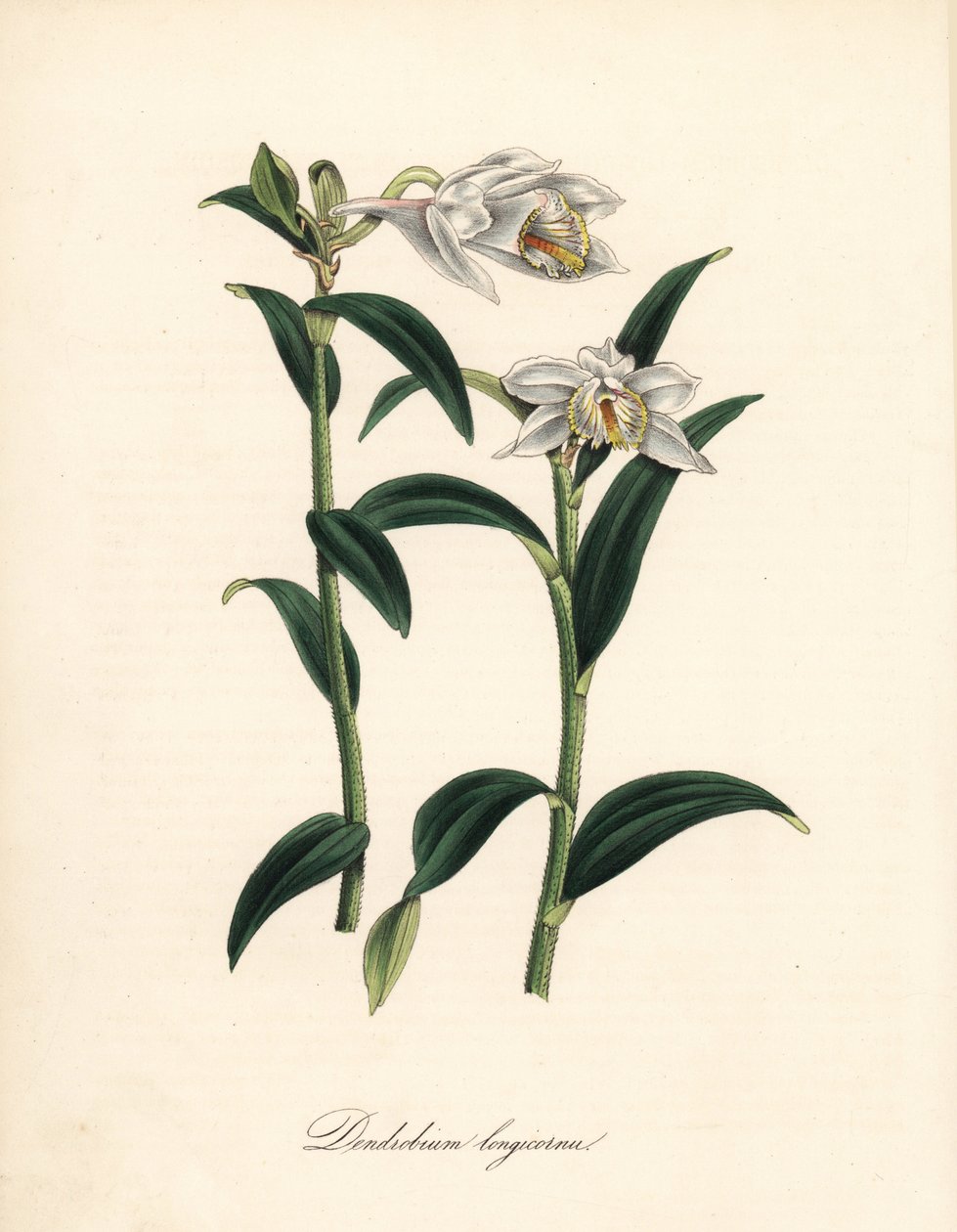 Dendrobium variete - Hosszú szarvú dendrobium orchidea, Dendrobium longicornu. Sydenham Edwards „” Botanical Register-éből másolva.” C. Chabot kézzel színezett cinkográfoja, amelyet Miss M. A. Burnett rajzolt a „” Plantae Utiliores: or Illustrations of Use alkotó: Sydenham Teast Edwards