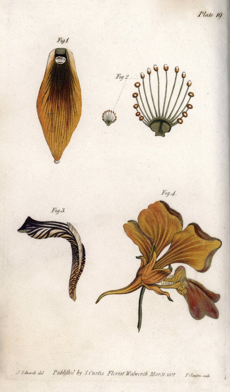 A fritrillárium szárának és koronájának részletes leírása. Színes rézmetszet, Sydenham Edwards (1768-1819) illusztrációja a Lambethi Botanikus Kert (Anglia) botanikai konferenciájához alkotó: Sydenham Teast Edwards
