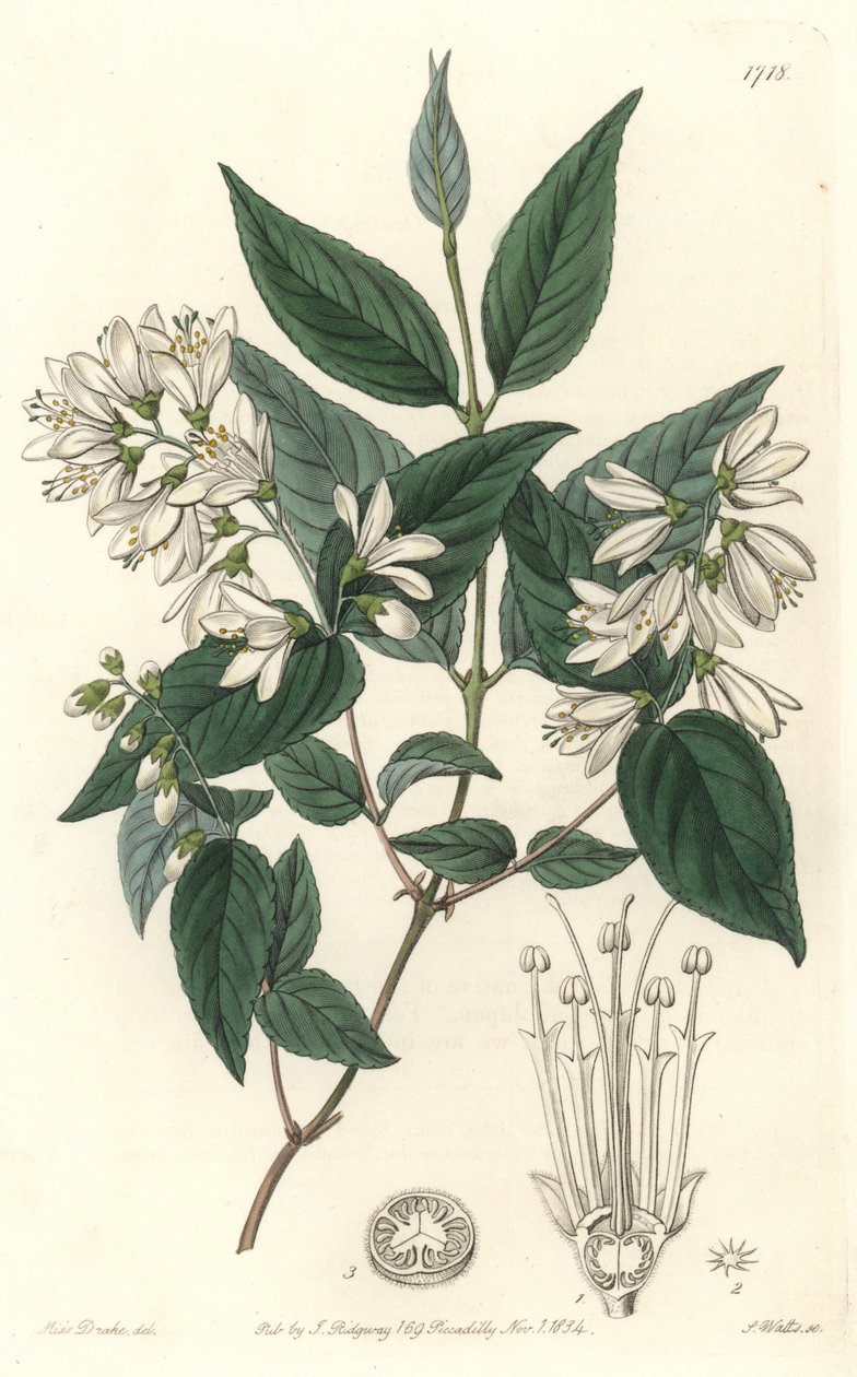 Deutzie Rude, Japánban született – S. Watts Water forte Sarah Anne Drake (1803-1857) illusztrációjából, a Botanical Registerből alkotó: Sydenham Teast Edwards