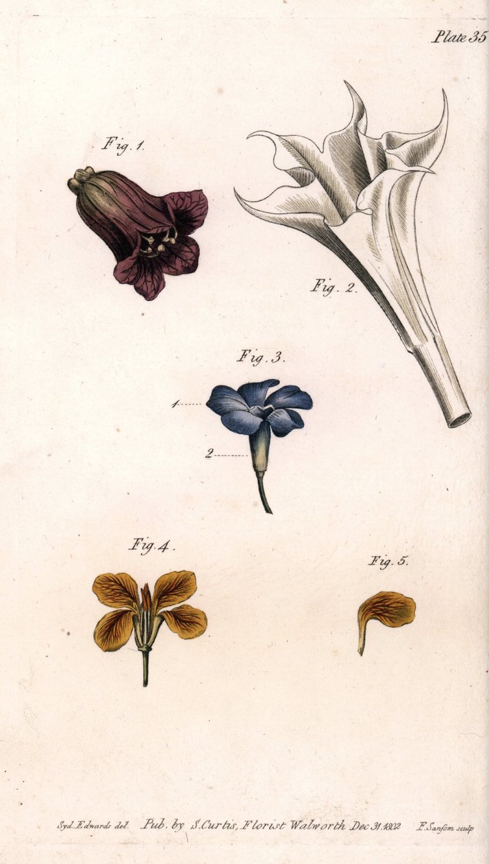 Különböző korollek: a belladonna, a stramoine datura, a nagy gyöngyvirág és a falak giroflee. Színes rézmetszet, Sydenham Edwards (1768-1819) illusztrációja a Lambethi Botanikus Kert (Anglia) botanikai konferenciájához alkotó: Sydenham Teast Edwards