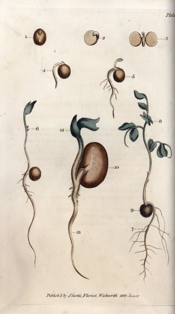 A borsómag és a közönséges bab különböző csírázási lépései. Színes rézmetszet, Sydenham Edwards (1768-1819) illusztrációja a Lambethi Botanikus Kert (Anglia) botanikai konferenciájához alkotó: Sydenham Teast Edwards