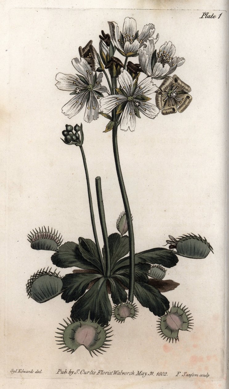 Dionee legyet vagy farkascsapdát fog el. Színes rézmetszet, Sydenham Edwards (1768-1819) illusztrációja a Lambethi Botanikus Kert (Anglia) botanikai konferenciájához alkotó: Sydenham Teast Edwards