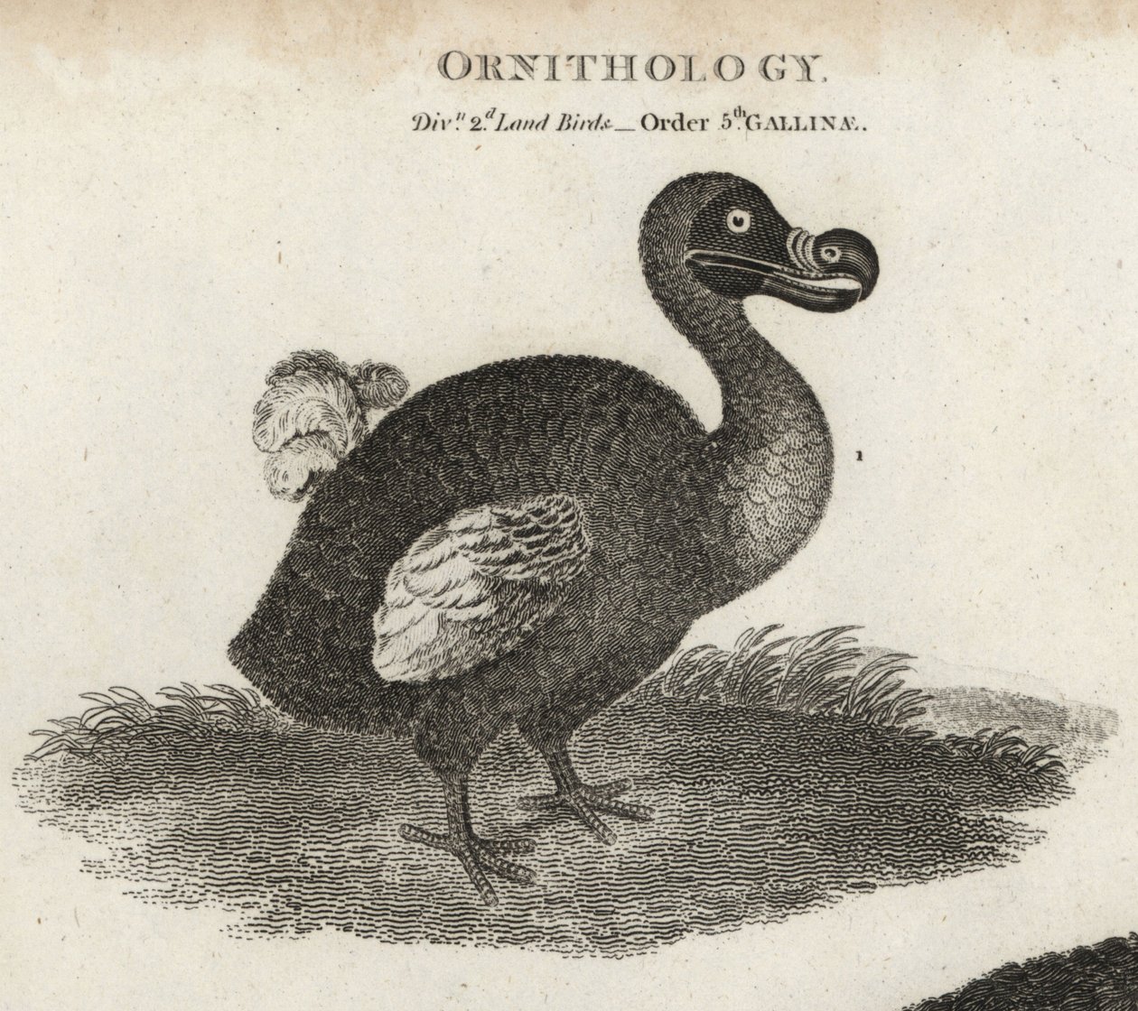 Dodo, Raphus cucullatus, kihalt röpképtelen madár. T. Milton rézmetszete Sydenham Edwards illusztrációja nyomán Abraham Rees Cyclopaediájából vagy Universal Dictionary-ból, London alkotó: Sydenham Teast Edwards