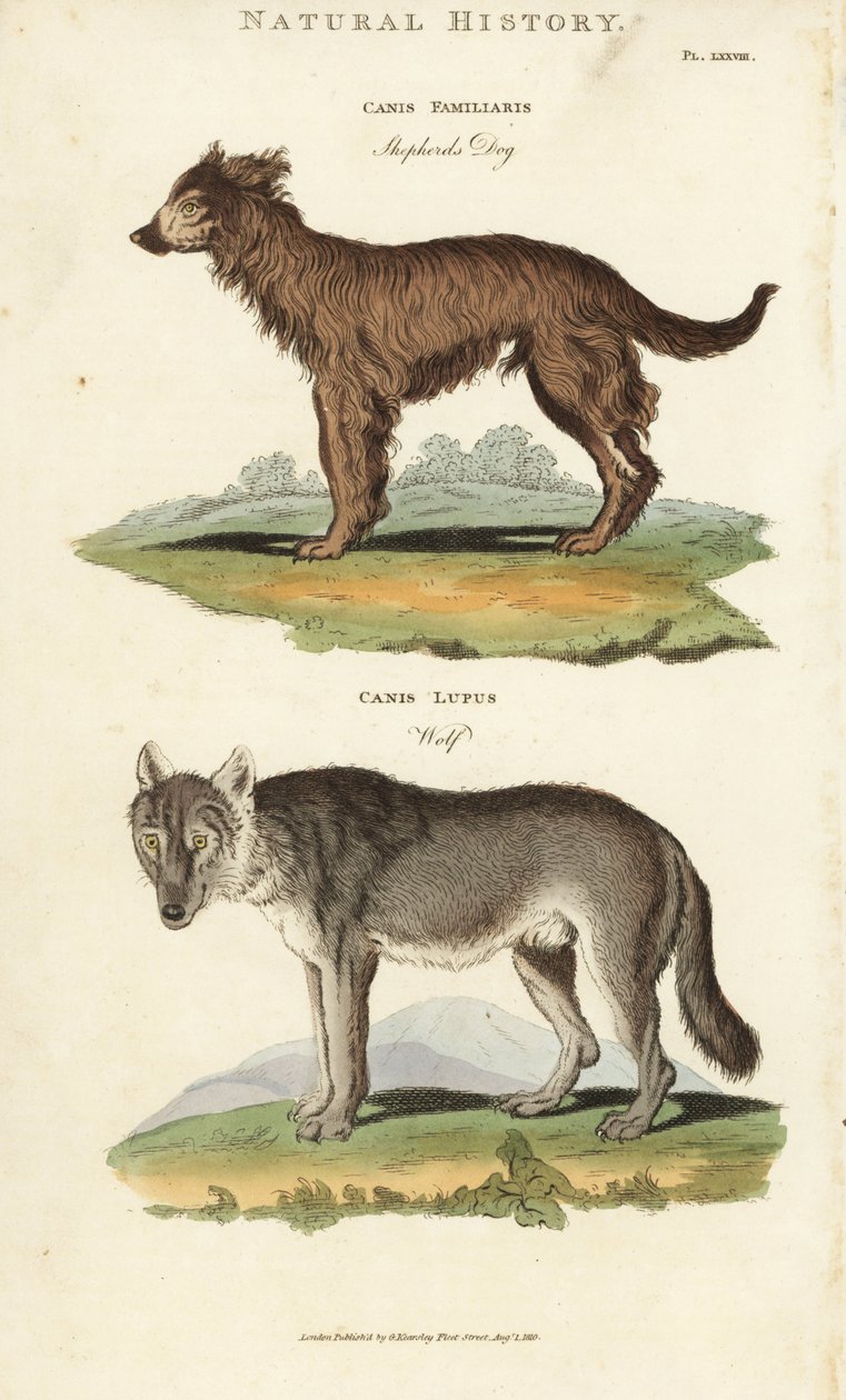 Kutya és farkas - Pásztorkutya, Canis familiaris és farkas, Canis lupus. Kézi színű rézmetszet Sydenham Edwards nyomán, John Mason Good Pantologia, a New Encyclopedia című művéből, G. Kearsley, London alkotó: Sydenham Teast Edwards