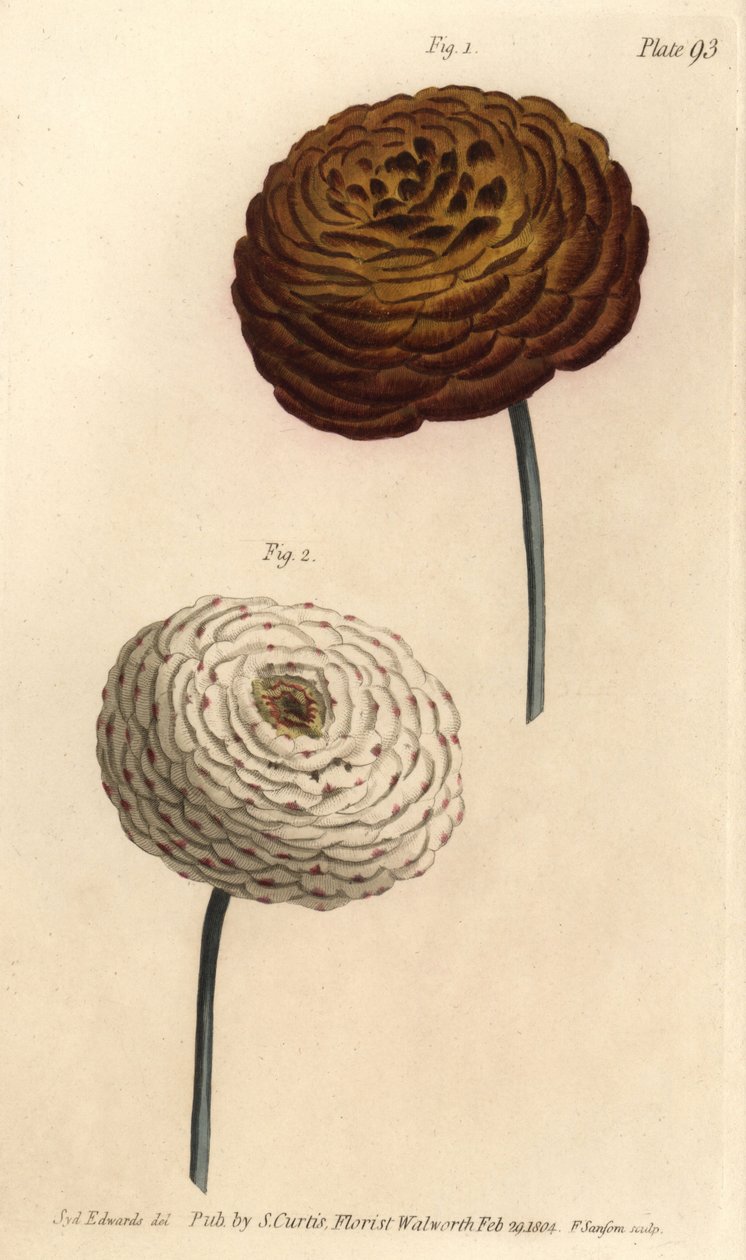Dupla ranunculus fajták, perzsa boglárka, Ranunculus asiaticus. F. Sansom kézi színű rézmetszete Sydenham Edwards botanikai illusztrációjáról William Curtis Botanikai előadásaihoz, a lambethi botanikus kertben alkotó: Sydenham Teast Edwards