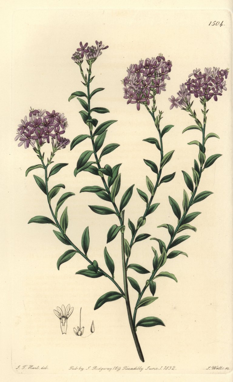 Dr. Gill selagója, Selago gillii. S. Watts kézi színű rézmetszet J.T. illusztrációja után. Hart a Sydenham Edwards Botanical Register-ből, Ridgeway, London alkotó: Sydenham Teast Edwards