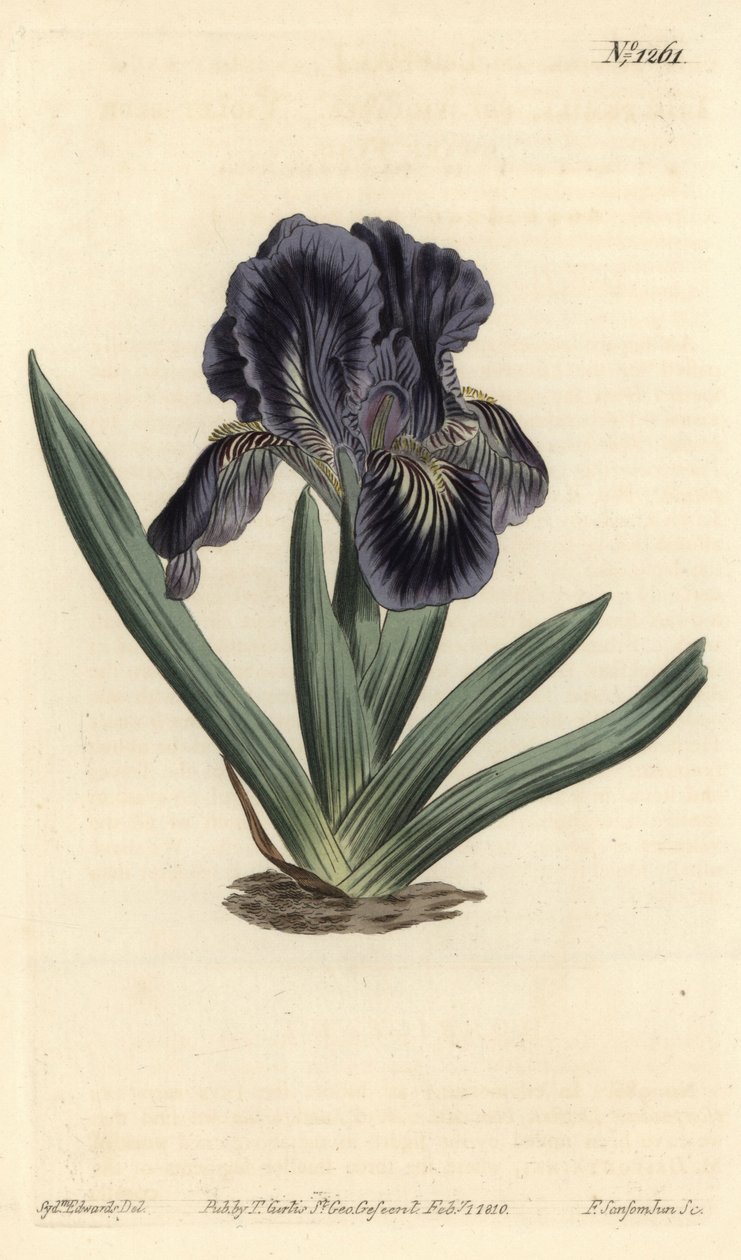 Törpe írisz - Iris x binata (liláskék törpe zászló, Iris pumila var. violacea). F. Sansom Jr. kézi színű rézmetszete Sydenham Edwards illusztrációja után a William Curtis Botanical Magazine-ból, T. Curtis, London alkotó: Sydenham Teast Edwards