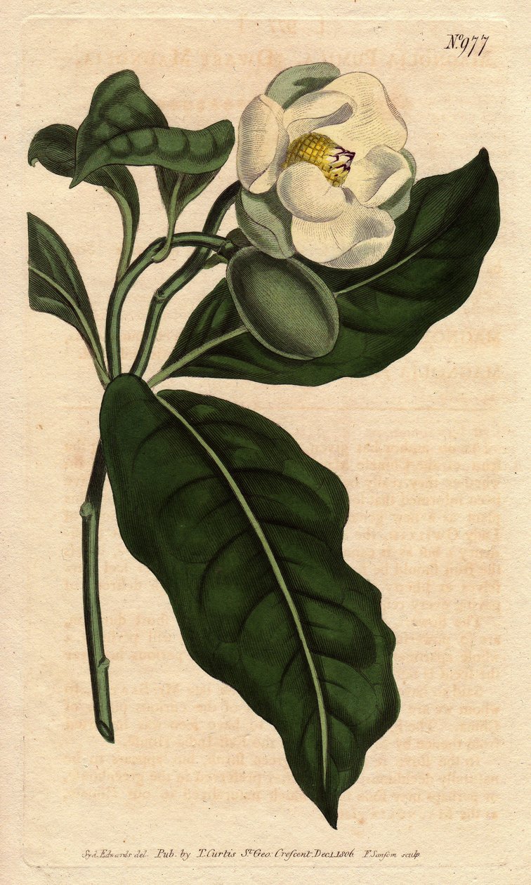 Törpe magnólia, fehér virággal, őshonos Cjine és Java. Törpe magnólia fehér virágokkal, Kínában és Jáván őshonos. Magnólia kókusz (Magnolia pumila). Kézi színű rézmetszet Sydenham Edwards botanikai illusztrációjából William Cu-tól alkotó: Sydenham Teast Edwards