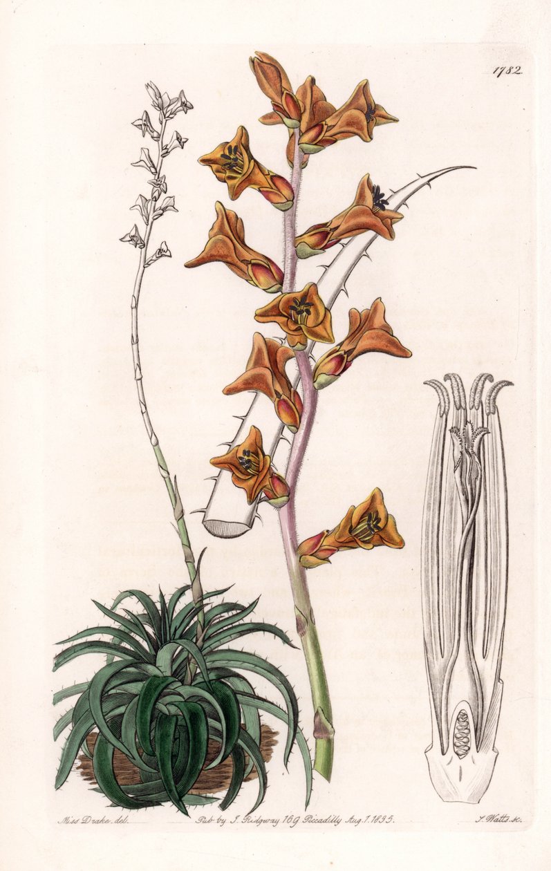 Dyckia, zamatos növény narancssárga virágokkal, Brazíliában őshonos – S.Watts gravírozott tábla Sarah Anne Drake (1803-1857) illusztrációjáról, a Sydenham Edwards (1768-1819) botanikai nyilvántartásából, Angliából alkotó: Sydenham Teast Edwards