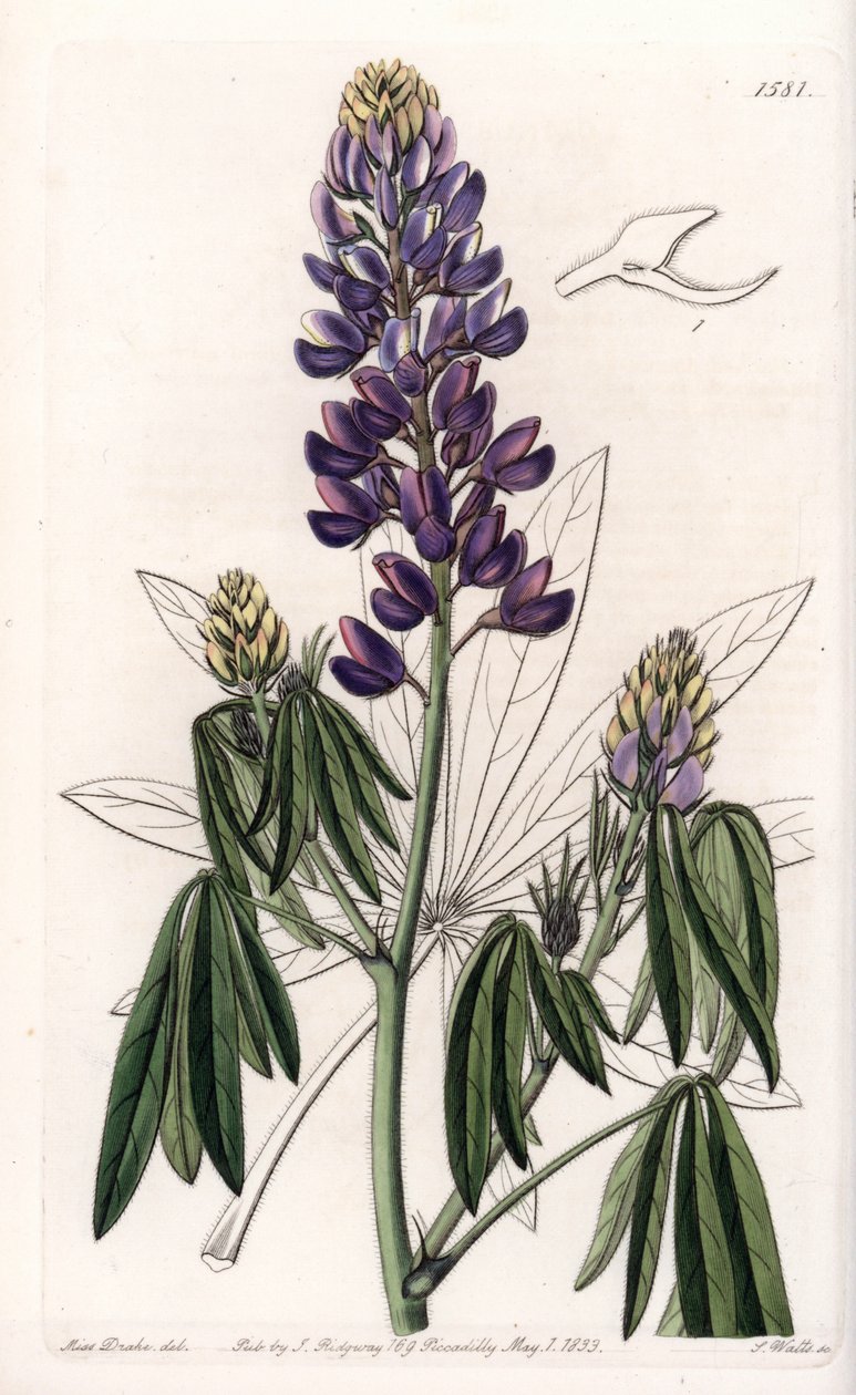 Elegáns csillagfürt vagy mexikói csillagfürt – S. Watts metszete, Sarah Anne Drake (1803-1857) illusztrációja alapján, a Sydenham Edwards (1768-1819) botanikai nyilvántartásából, Angliából alkotó: Sydenham Teast Edwards
