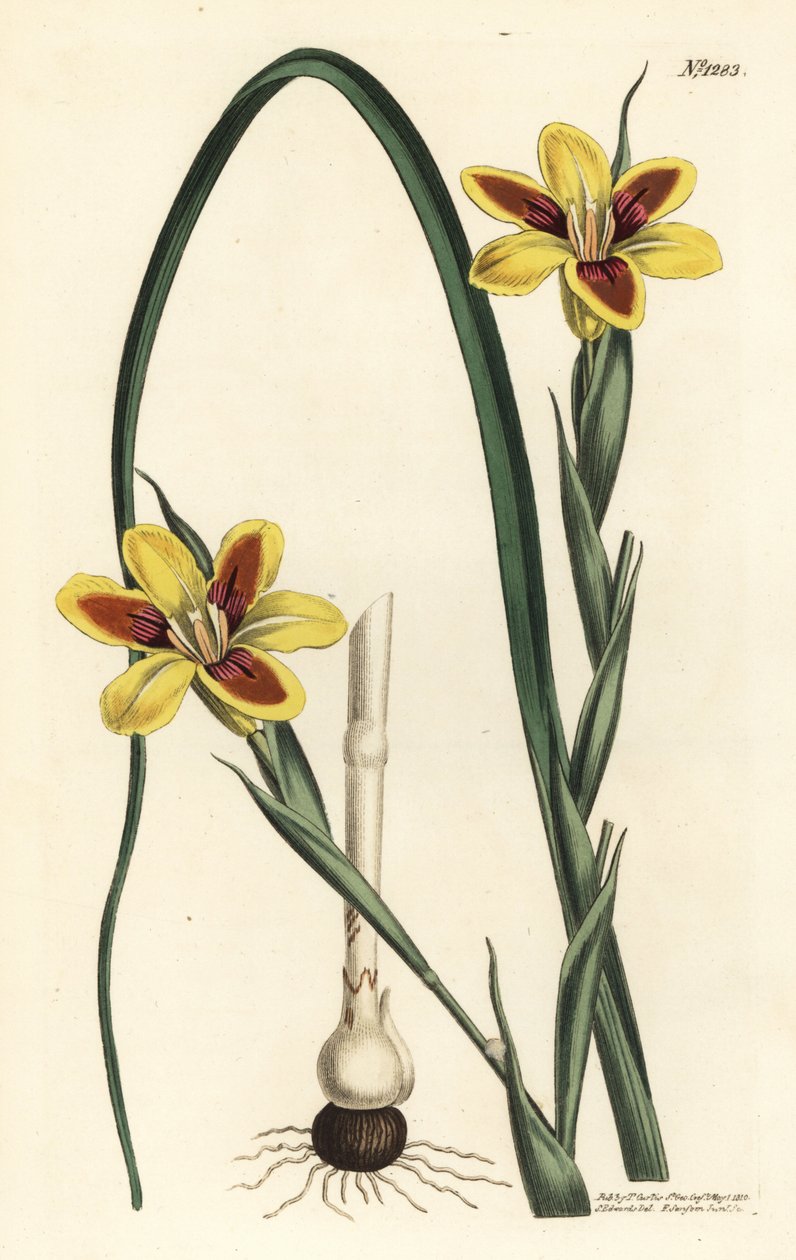 Elegáns moraea, Moraea elegans (Moraea spicata). F. Sansom Jr. kézi színű rézmetszete Sydenham Edwards illusztrációja után a William Curtis Botanical Magazine-ból, T. Curtis, London alkotó: Sydenham Teast Edwards