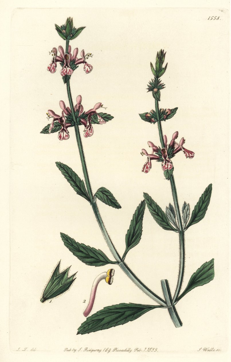 Epiary - fehér szárú stachys, Stachys albicaulis. S. Watts kézi színű rézmetszet John Lindley illusztrációja után a Sydenham Edwards Botanical Register-ből, Ridgeway, London alkotó: Sydenham Teast Edwards