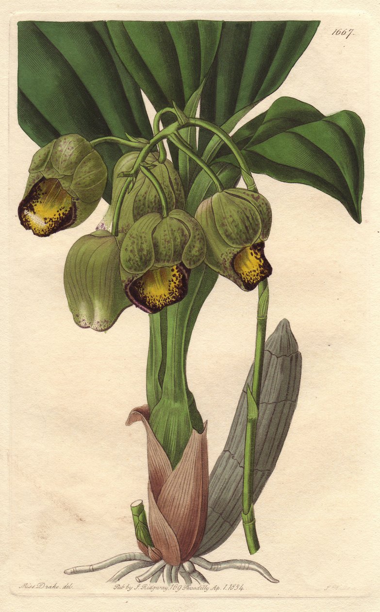 Epifita orchidea, halványsárga katazetum, Brazíliában őshonos – S. Watts Water forte Sarah Anne Drake (1803-1857) illusztrációjából, a Botanical Registerből alkotó: Sydenham Teast Edwards