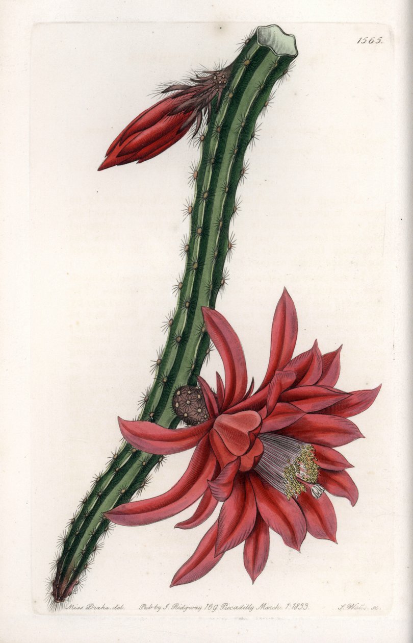 Eszkaláló kaktusz – S.Watts gravírozott lemeze, Sarah Anne Drake (1803-1857) illusztrációja alapján, a Sydenham Edwards (1768-1819) botanikai nyilvántartásából, Angliából alkotó: Sydenham Teast Edwards
