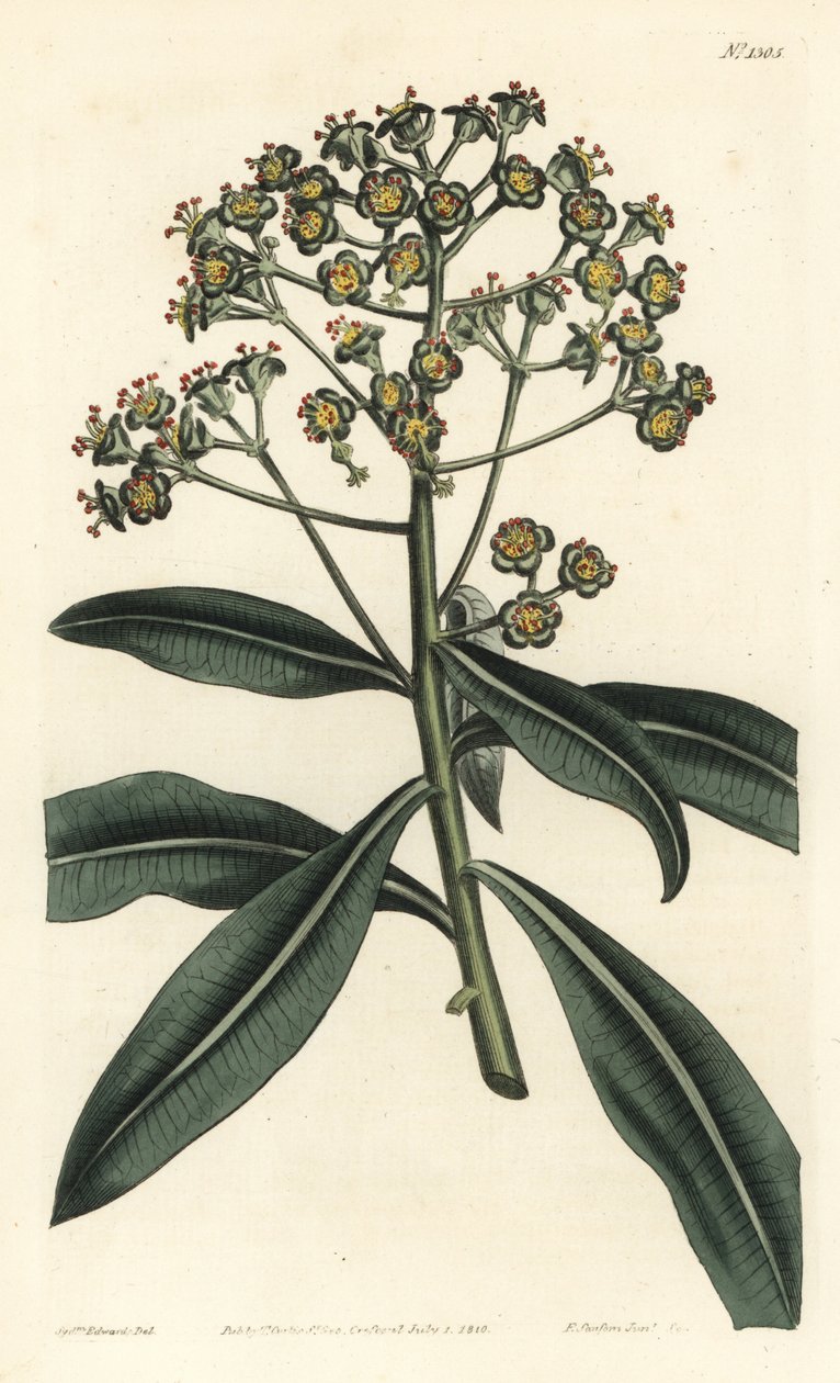 Euphorbe mellifere - Mézes spurge vagy méztermő euphorbia, Euphorbia mellifera. F. Sansom Jr. kézi színű rézmetszete Sydenham Edwards illusztrációja után a William Curtis Botanical Magazine-ból, T. Curtis, London alkotó: Sydenham Teast Edwards