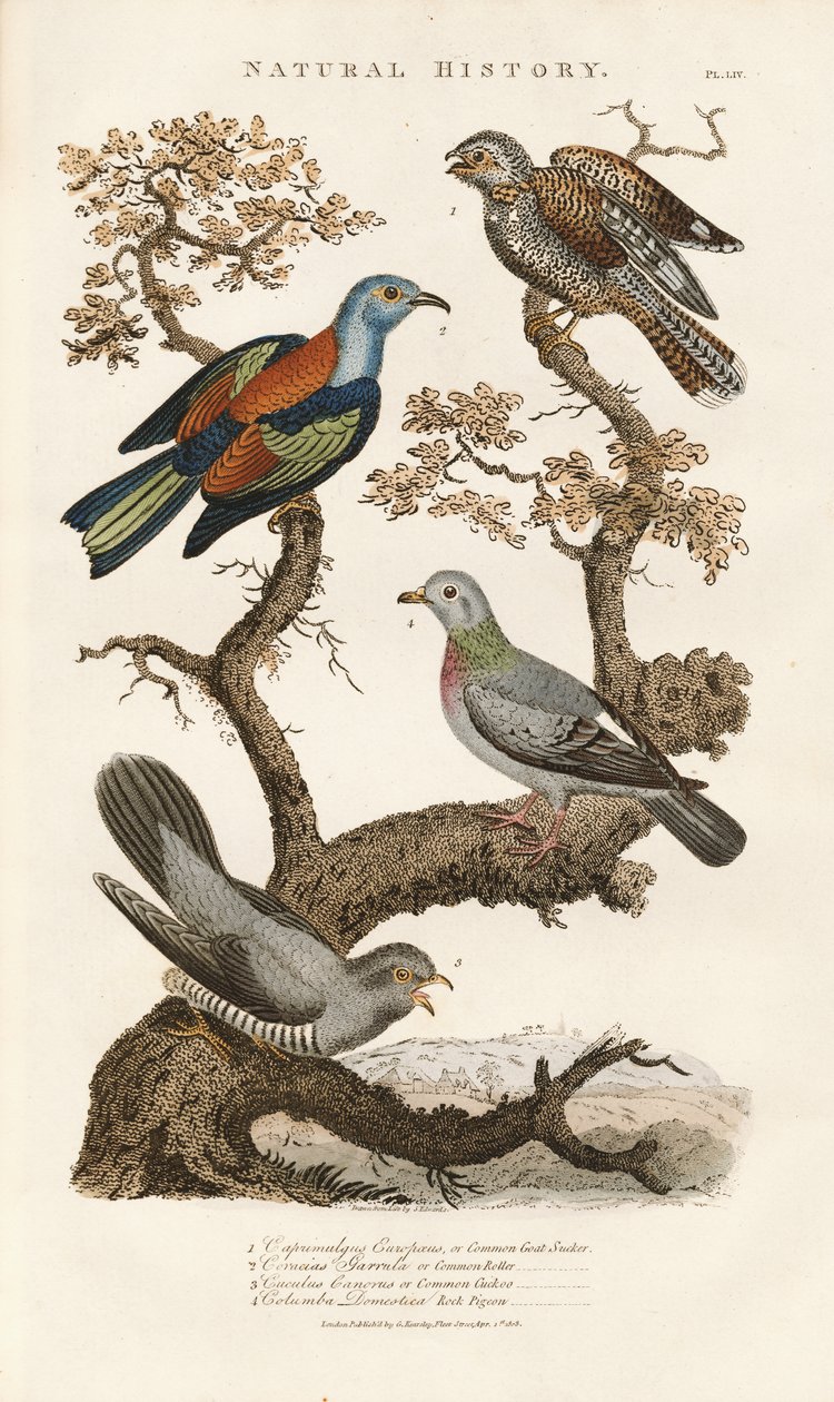  alkotó: Sydenham Teast Edwards