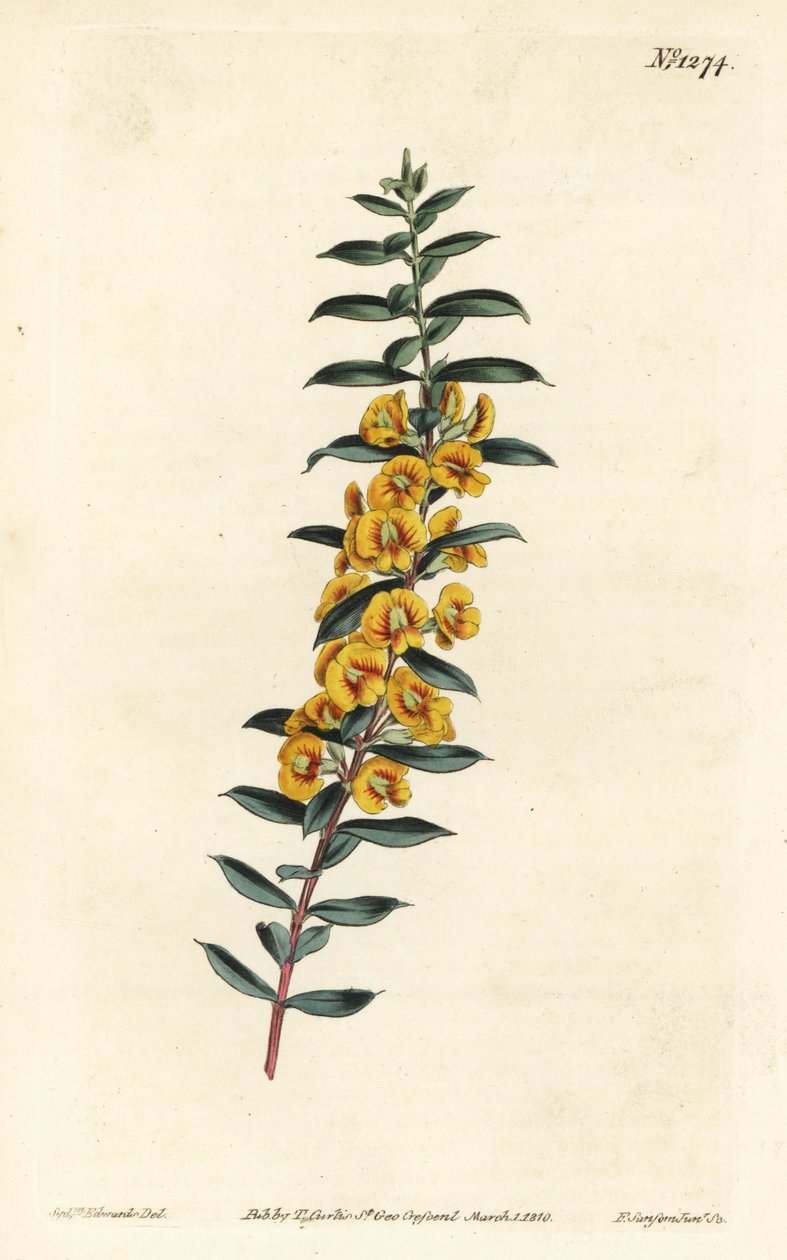 Eutaxia myrtifolia (Keresztlevelű dillwynia, Dillwynia obovata). F. Sansom Jr. kézi színű rézmetszete Sydenham Edwards illusztrációja után a William Curtis Botanical Magazine-ból, T. Curtis, London alkotó: Sydenham Teast Edwards