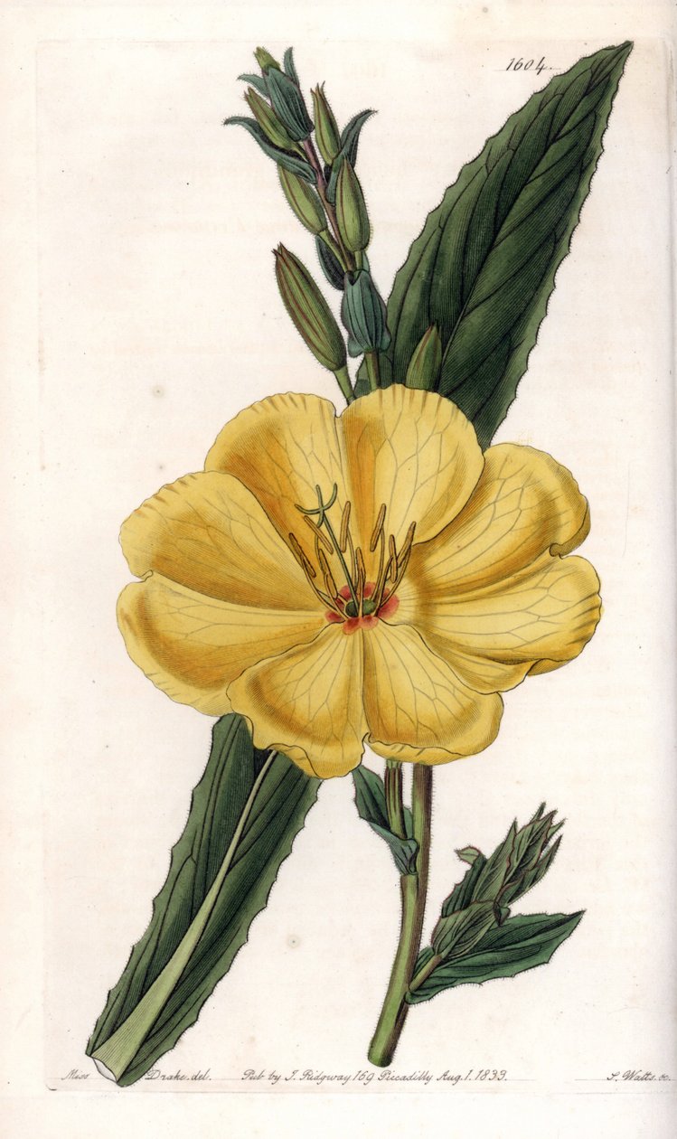 Ligetszépe nagy virágokkal – S.Watts gravírozott tábla Sarah Anne Drake (1803-1857) illusztrációjából, a Sydenham Edwards (1768-1819) botanikai nyilvántartásából, Anglia alkotó: Sydenham Teast Edwards