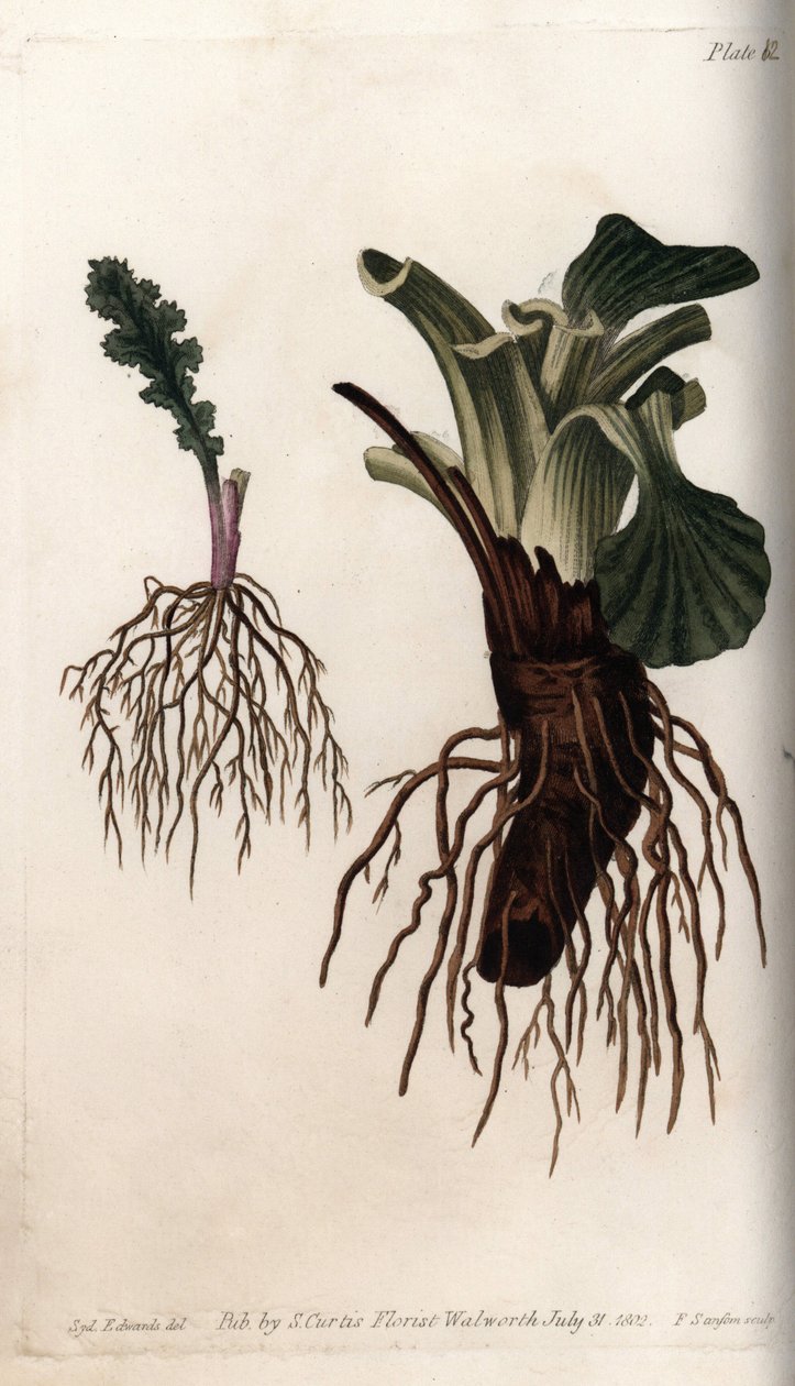 A közönséges senekon és a nagy útifű (vagy a madarak útifű) rostos gyökerei. Színes rézmetszet, Sydenham Edwards (1768-1819) illusztrációja a Lambethi Botanikus Kert (Anglia) botanikai konferenciájához alkotó: Sydenham Teast Edwards