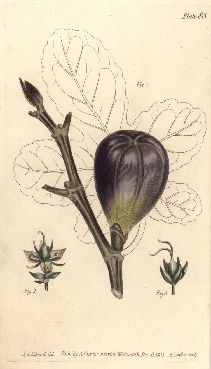 Füge, Ficus carica, Trioecia hermafrodittal, hím 2 és nőstény 3 különálló virágokkal. F. Sansom kézi színű rézmetszete Sydenham Edwards botanikai illusztrációjáról William Curtis Botanikai előadásaihoz, a Botában átadva alkotó: Sydenham Teast Edwards