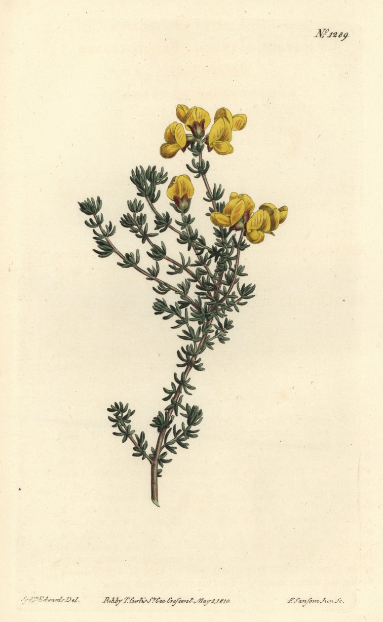 Húsos levelű aspalathus, Aspalathus carnosa. F. Sansom Jr. kézi színű rézmetszete Sydenham Edwards illusztrációja után a William Curtis Botanical Magazine-ból, T. Curtis, London alkotó: Sydenham Teast Edwards