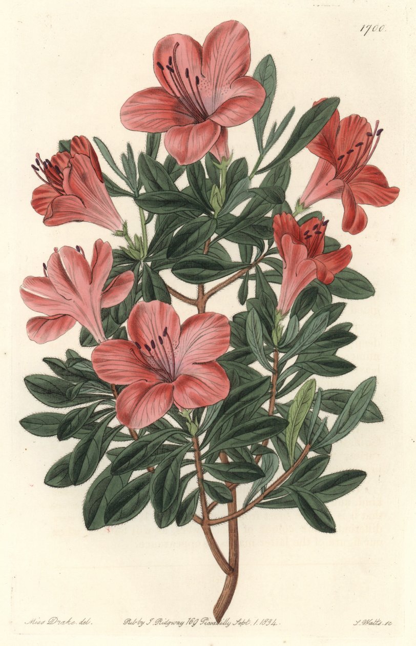 Virágüzletek Rhododendron vagy azalee – S. Watts erős víz Sarah Anne Drake (1803-1857) illusztrációjából, a botanikai nyilvántartásból alkotó: Sydenham Teast Edwards
