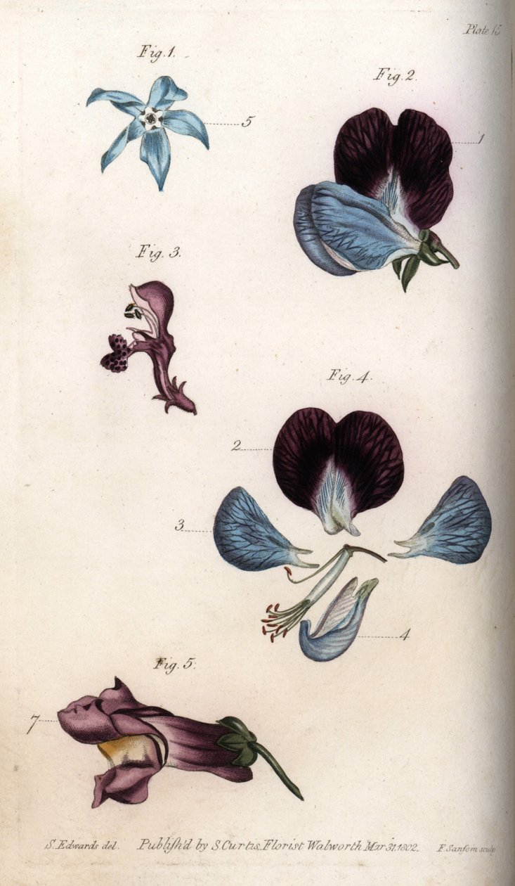 A borágó és a borsó (hüvelyes) virágzása. Színes rézmetszet, Sydenham Edwards (1768-1819) illusztrációja a Lambethi Botanikus Kert (Anglia) botanikai konferenciájához alkotó: Sydenham Teast Edwards
