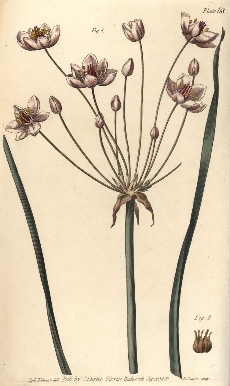 Virágzó rózsa, Butomus umbellatus, Hexagynia, hermafrodita virág 1. és bibe 2. F. Sansom kézi színű rézmetszete Sydenham Edwards botanikai illusztrációjáról William Curtis Botanikai előadásaihoz, a Botanikus Kertben. alkotó: Sydenham Teast Edwards
