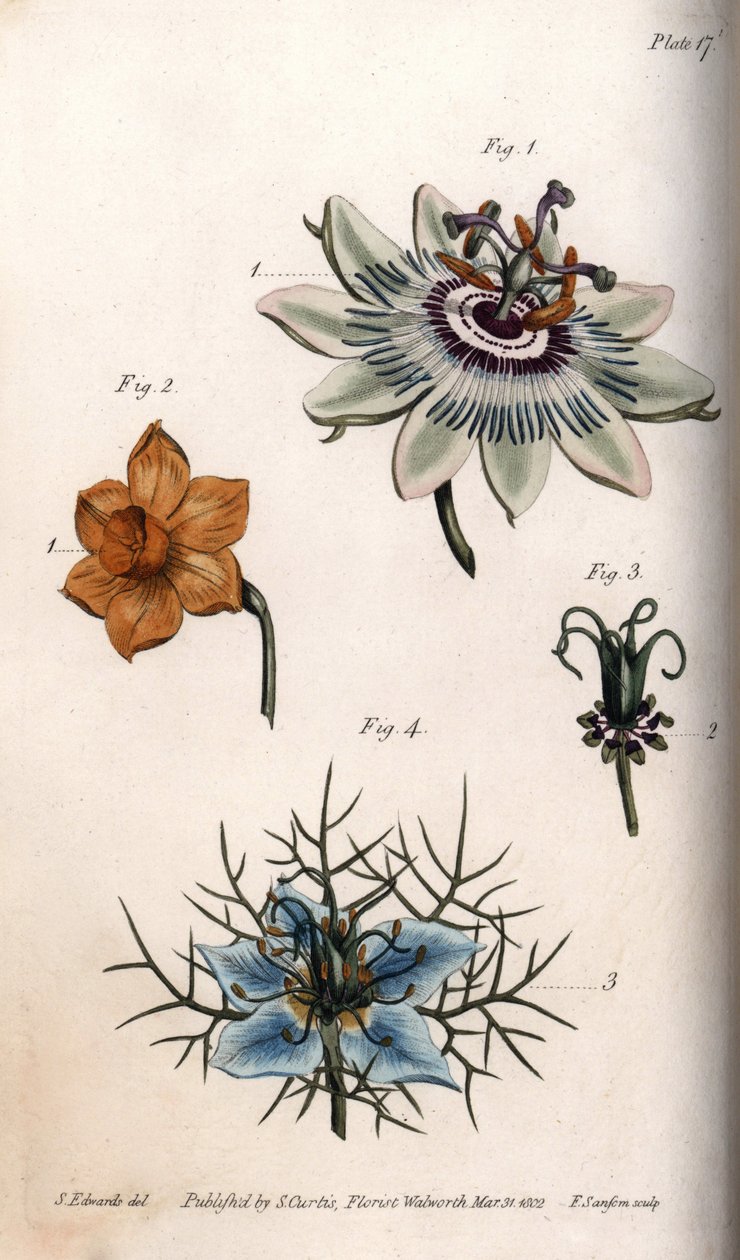 Maracuja vagy golgotavirág virágai, nárcisz és nigella. Színes rézmetszet, Sydenham Edwards (1768-1819) illusztrációja a Lambethi Botanikus Kert (Anglia) botanikai konferenciájához alkotó: Sydenham Teast Edwards